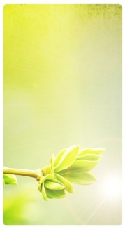 New Life Banner Widget