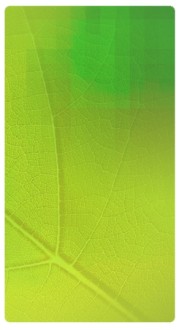 Fresh Leaf Banner Widget