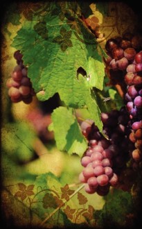 Vineyard Church Bulletin