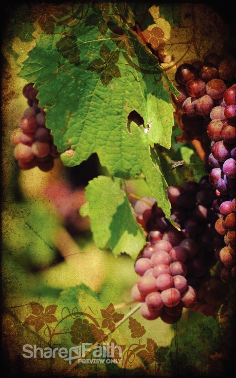 Vineyard Church Bulletin