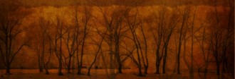 Winter Trees Website Banner