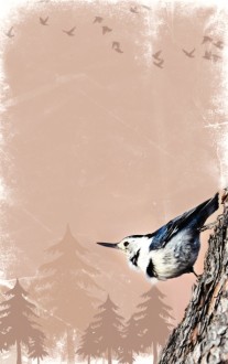 Bird Bulletin