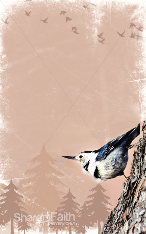Bird Bulletin