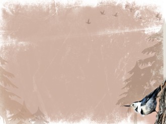 Bird Background