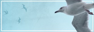 Seagull Website Banner