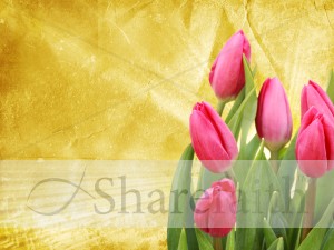 Tulip Worship Background