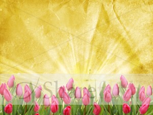 Tulip Background Template