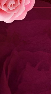 Pink Rose Website Sidebar