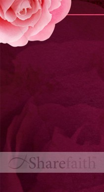 Pink Rose Website Sidebar
