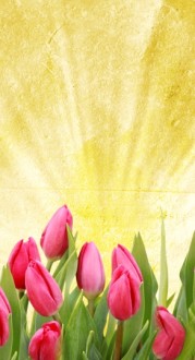 Tulips Website Sidebar