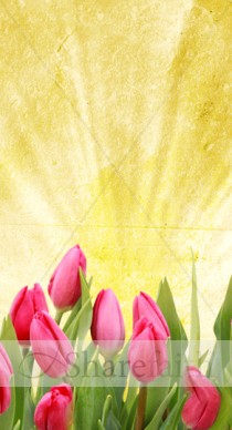 Tulips Website Sidebar