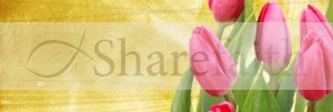 Pink Tulips Website Banner