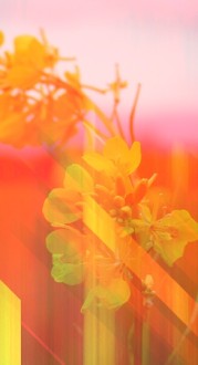 Tender Flowers Website Sidebar