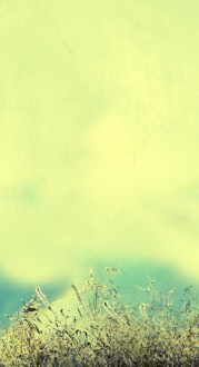Grassy Website Sidebar