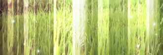 Grassy Field Website Banner
