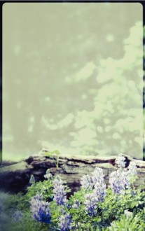 Flowers Nature Bulletin Cover