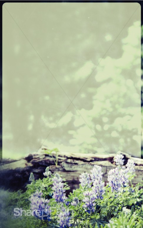 Flowers Nature Bulletin Cover