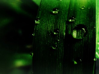 Grass Background