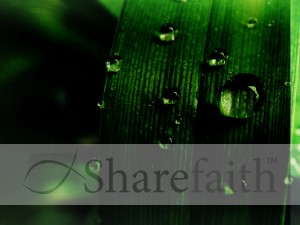 Grass Background