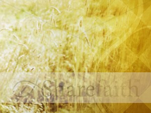 Wheat Field Worship Background