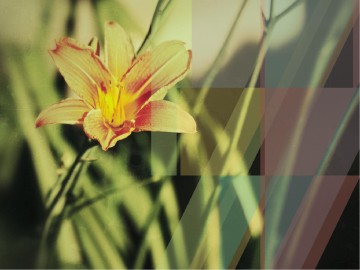 Creation Testifies PowerPoint Sermon Template
