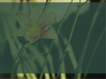 Creation Testifies PowerPoint Sermon Template
