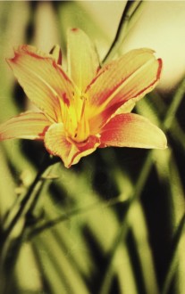 Creation Testifies Church Bulletin