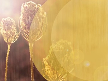 Peace of God PowerPoint Design
