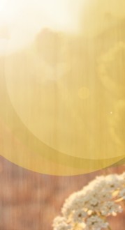 Field Flower Website Sidebar