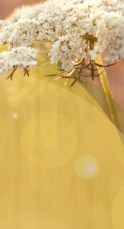 White Flowers Website Sidebar