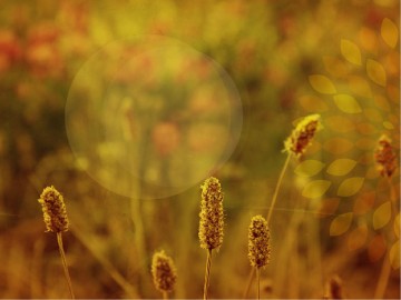 Experience Hope Fall PowerPoint
