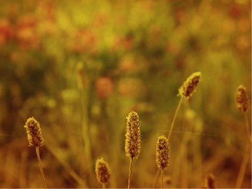 Experience Hope Fall PowerPoint