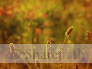 Fall Flowers Worship Backgrounds