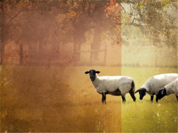 The Lord Is My Shepherd Sermon PowerPoint Template