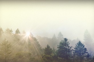 Trees and Fog Motion Worship