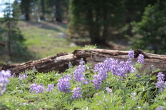 Forest Lilacs Christian Stock Image