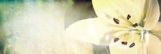 Lily Web Banner