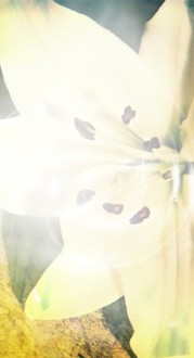 Easter Sunday Flower Website Sidebar