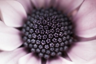 Flower Religious Stock Photo