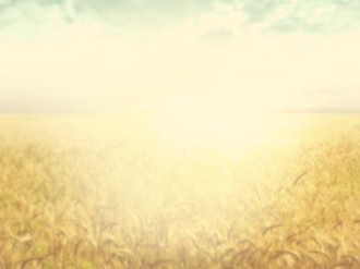 Field of Grain Worship Background