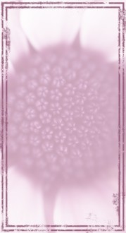 Flower Sidebar Widget