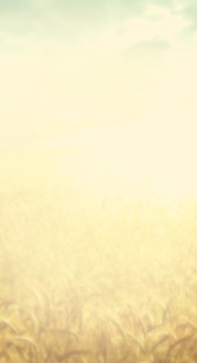 Grain Field Website Sidebar