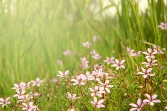 Spring flowers Christian Stock Photo