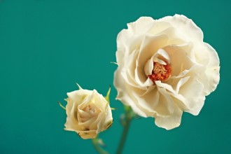White Flower Religious Stock Image