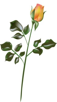 Orange Rose on Stem