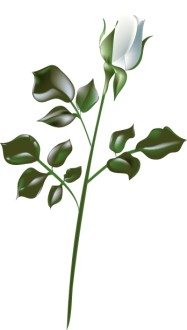 White Rose