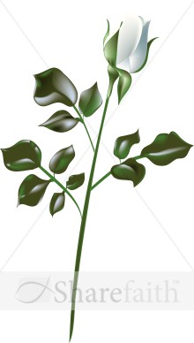 White Rose