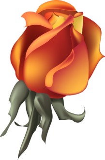Gold Rose Blossom