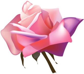 Cheerful Pink Rose