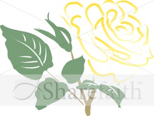 Gold Rose
